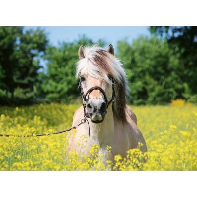 Bilde av Hvit hest, 500 brikker