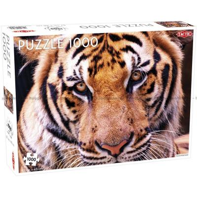Tigerportrett, 1000 brikker