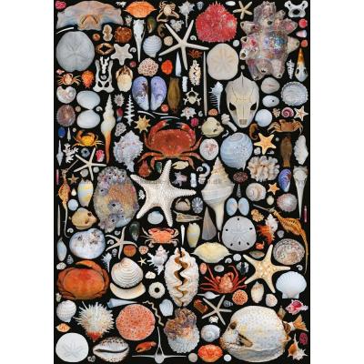 Bilde av Collage: Strandfunn, 1000 brikker