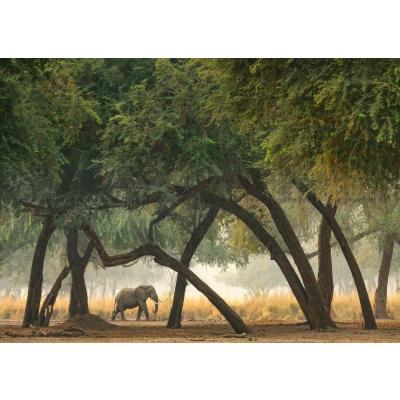 Bilde av Humboldt: Savannens kjempe, 1000 brikker