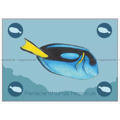 Bilde av Ocean: Great Barrier Reef