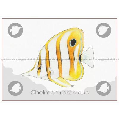 Bilde av Ocean: Great Barrier Reef