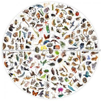 Bilde av Villkatten: Animals